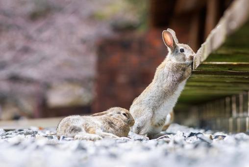 大久野島の兎 大久野島の兎 うさぎ,大久野島,野生動物の写真素材
