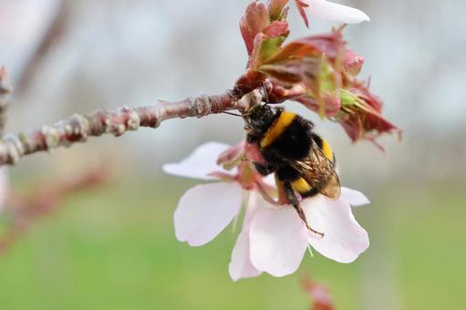 European Bumblebee, JPG European Bumblebee, JPG