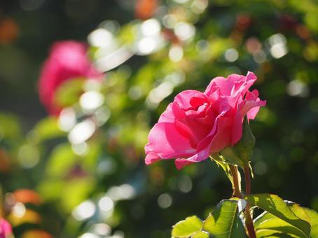 濃ピンクのバラ　うらら③の写真