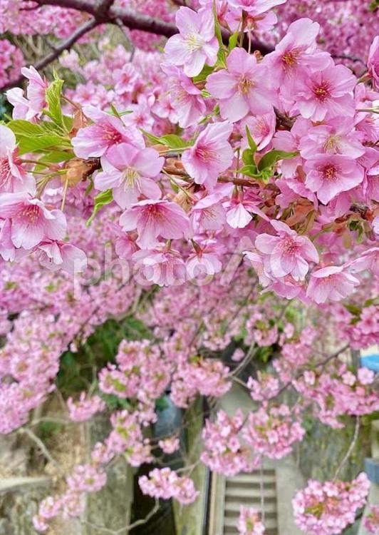 一条戻橋の河津桜 桜,河津桜,満開の写真素材