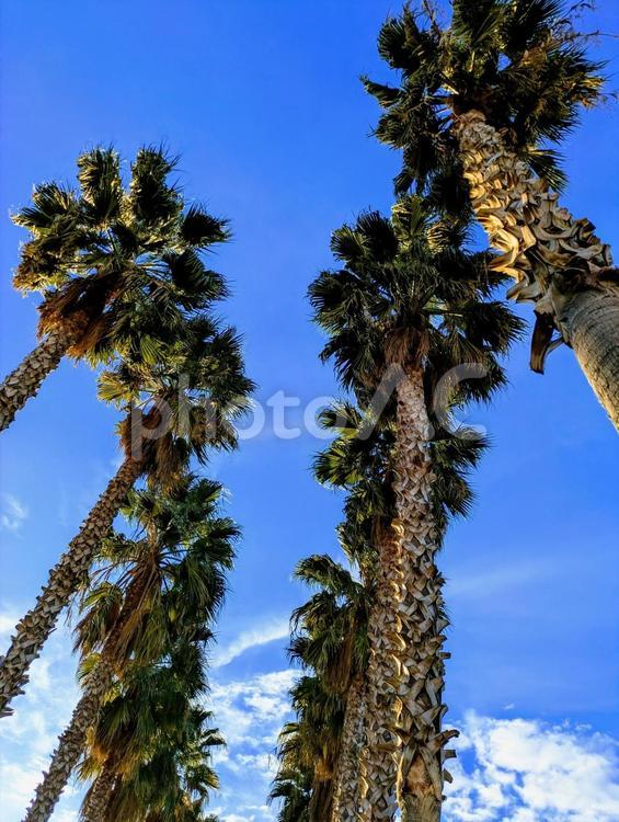 ヤシの木と青空 椰子の木,ヤシ,palmtreeの写真素材