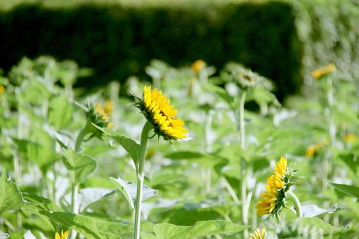 ひまわり 横向き ひまわり 横向きの写真