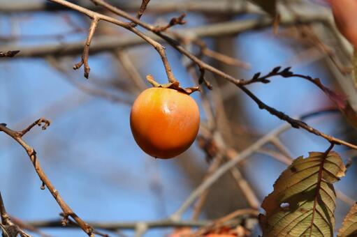 渋柿 果実,樹木,果物の写真素材