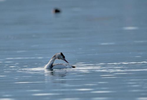 優雅に泳ぐカンムリカイツブリ 優雅に泳ぐカンムリカイツブリの写真