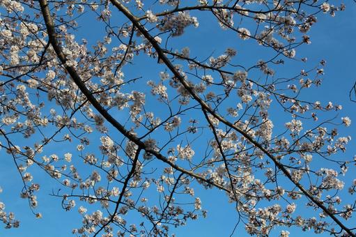 cherry blossoms, JPG cherry blossoms, JPG
