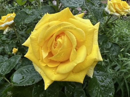 黄色い薔薇 黄色い薔薇 薔薇,バラ,ばらの写真素材