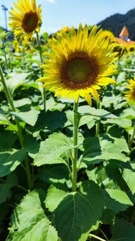 夏を抱きしめる花畑 夏を抱きしめる花畑の写真