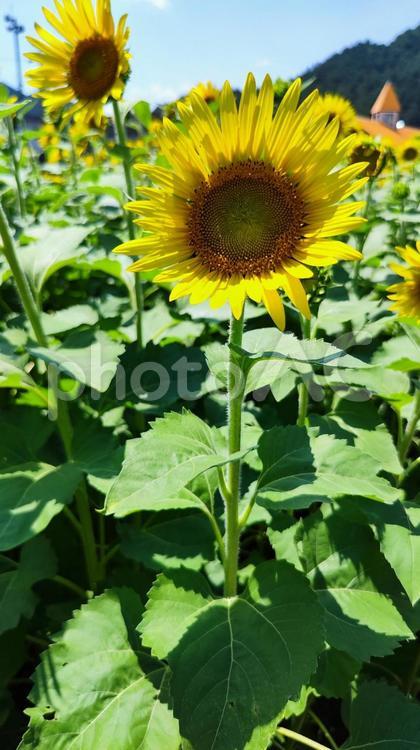 夏を抱きしめる花畑 ひまわり,洲原ひまわりの里,黄金色の花畑の写真素材