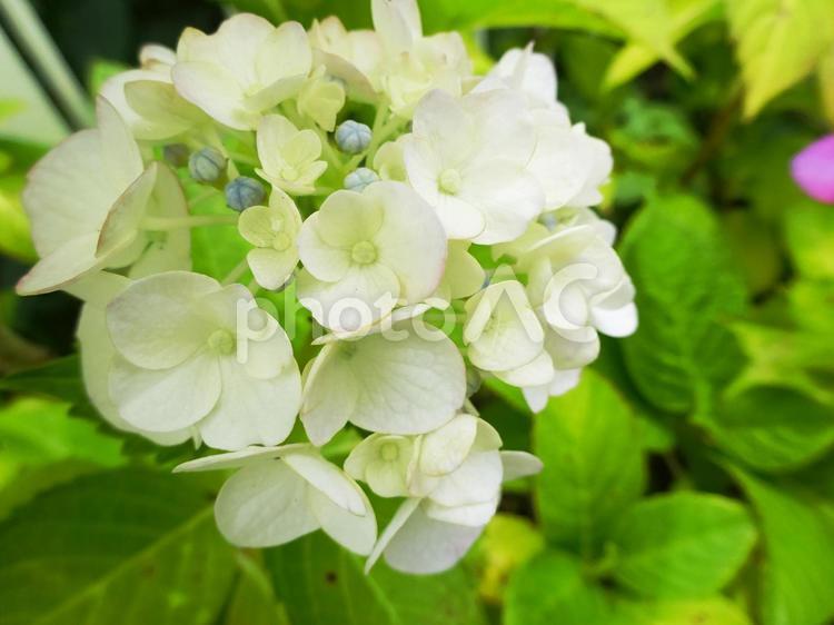 白い紫陽花(アジサイ) 白い,白,紫陽花の写真素材