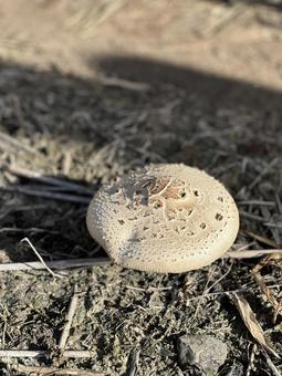 地面に顔を出したきのこ 地面に顔を出したきのこ きのこ,自然,秋の写真素材
