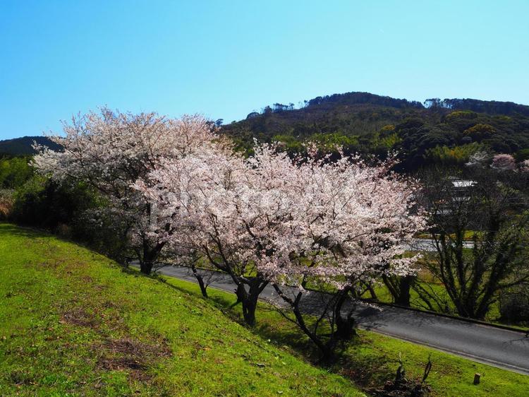 桜の里の春 ソメイヨシノ,桜,桜咲くの写真素材