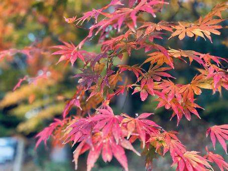 紅葉２ もみじ,紅葉,赤の写真素材