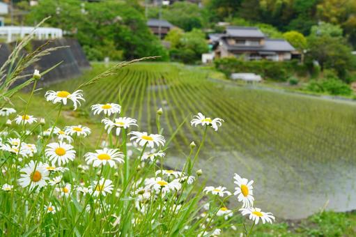 Photo, flower, daisy, spring, 