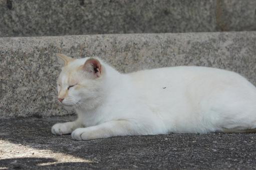 ねこ ねこ にゃんこ,可愛い,野良猫の写真素材