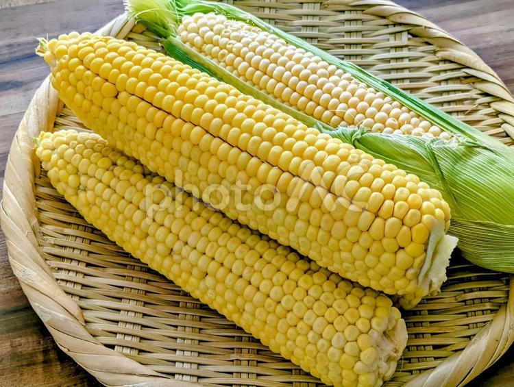 採れたての夏野菜（とうもろこし）3 夏,夏野菜,とうもろこしの写真素材