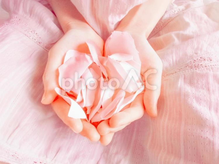薔薇の花びらを掬う 花びら,バラ,ピンクの写真素材