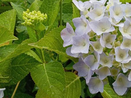 紫陽花 紫陽花の写真