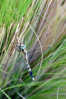 草にとまる青い目をしたトンボ トンボ,昆虫,虫の写真素材