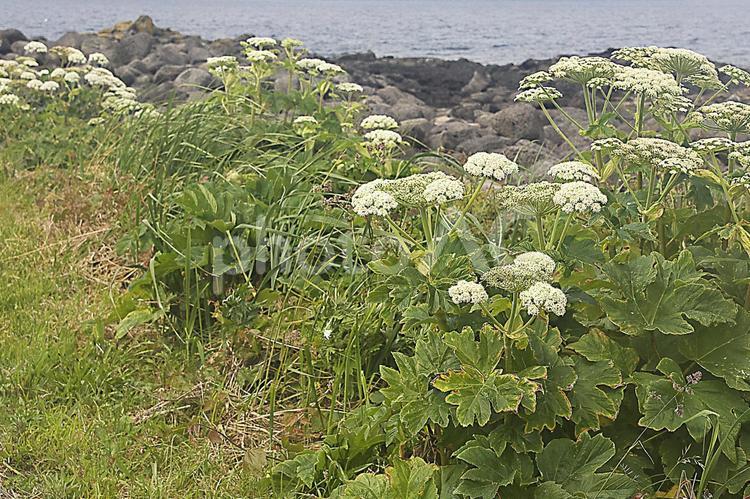 エゾノシシウド 6月,せり科,人気の写真素材