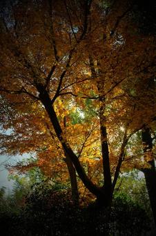 オレンジの写真