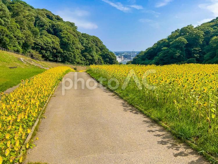くりはま花の国　８月のひまわり畑の遊歩道 向日葵畑,ヒマワリ,花畑の写真素材
