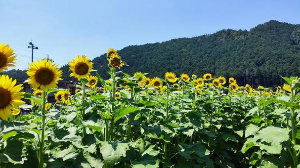 夏を抱きしめる花畑 夏を抱きしめる花畑の写真