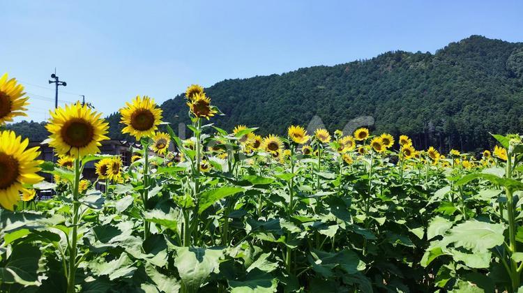 夏を抱きしめる花畑 ひまわり,洲原ひまわりの里,黄金色の花畑の写真素材