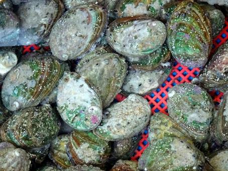 アワビ 鮑,ミミガイ科,巻貝の写真素材