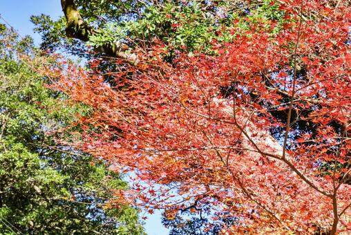 轟峡の紅葉 紅葉,もみじ,赤の写真素材