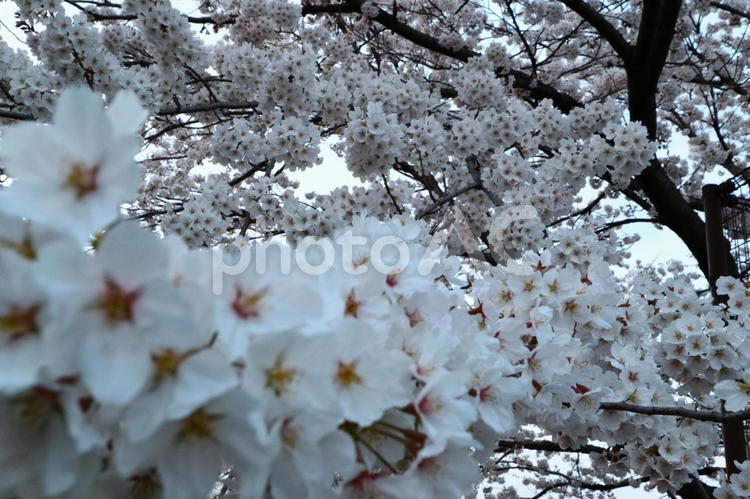 桜に埋もれてみた 公園,春,桜の写真素材