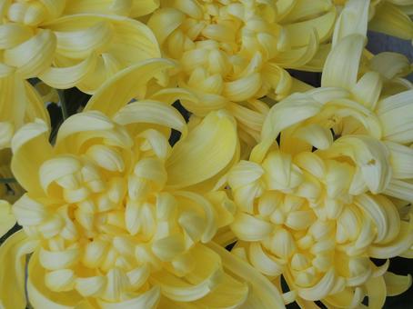 菊 黄色 菊 黄色 黄色の花,菊,秋の写真素材