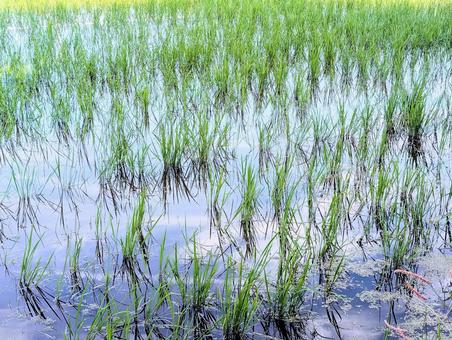 Photo, field, paddy field, rice planting, 