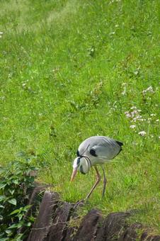 アオサギ アオサギ アオサギ,鳥,野鳥の写真素材