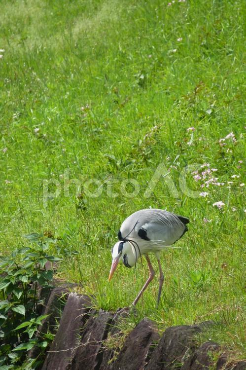 アオサギ アオサギ,鳥,野鳥の写真素材