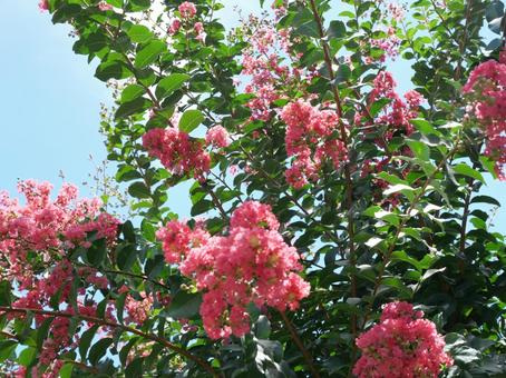 さるすべりの花 さるすべりの花の写真