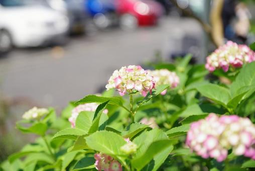 紫陽花 アジサイ 紫陽花 アジサイ の写真