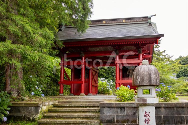 館山日運寺の仁王門とあじさいと灯籠 あじさい,6月,梅雨の写真素材
