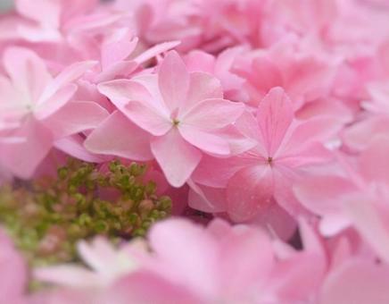 紫陽花 紫陽花の写真