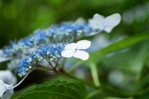 Hydrangea, JPG Hydrangea, JPG