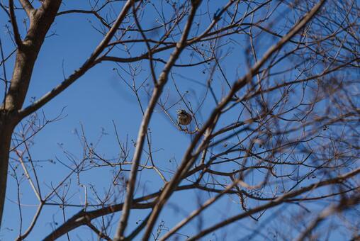 木の枝に止まって周りを見回すムクドリ ムクドリ,野鳥,鳥の写真素材