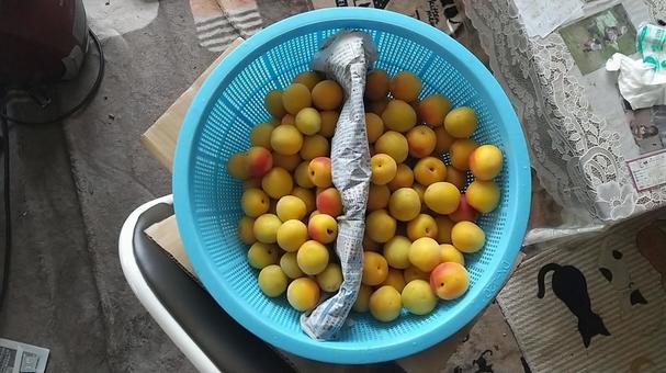 完熟南高梅 梅,南高梅,梅仕事の写真素材