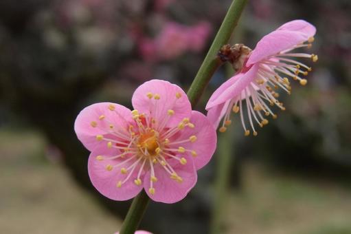 紅梅　梅　初春　春の花　ピンクの花 紅梅,梅,初春の写真素材