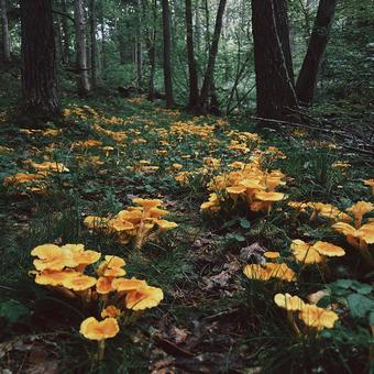 暗い林床で輝く黄色いヒダの茸の写真
