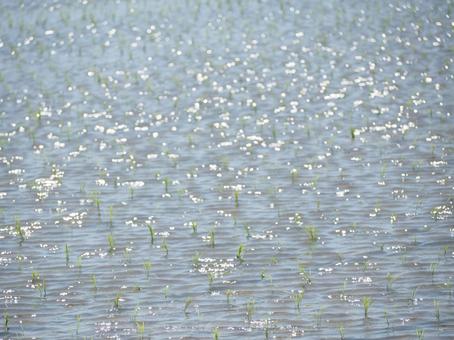 田植え2 田植え2の写真