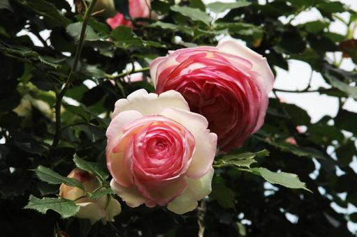 バラ・薔薇 ピエールドゥロンサール バラ・薔薇 ピエールドゥロンサールの写真