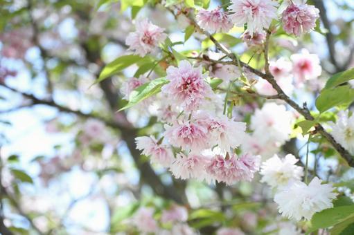入善乙女菊桜 入善乙女菊桜の写真