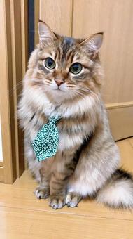 おすまし猫 おすまし猫の写真