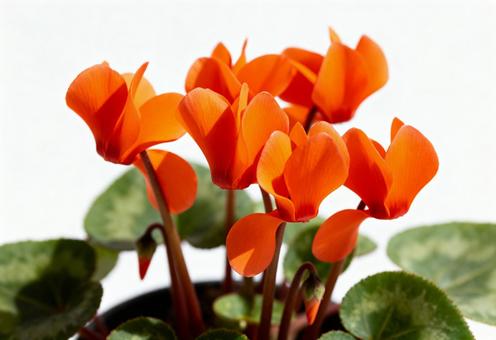 オレンジ色のシクラメンの花をアップで撮影 オレンジ色のシクラメンの花をアップで撮影の写真