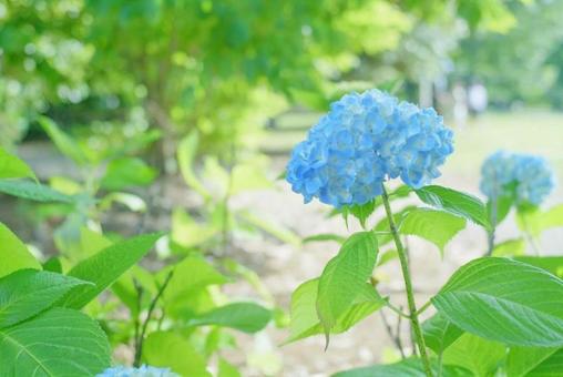 紫陽花 紫陽花の写真
