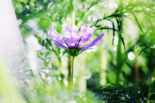 Cosmos in the glowing greenery, JPG